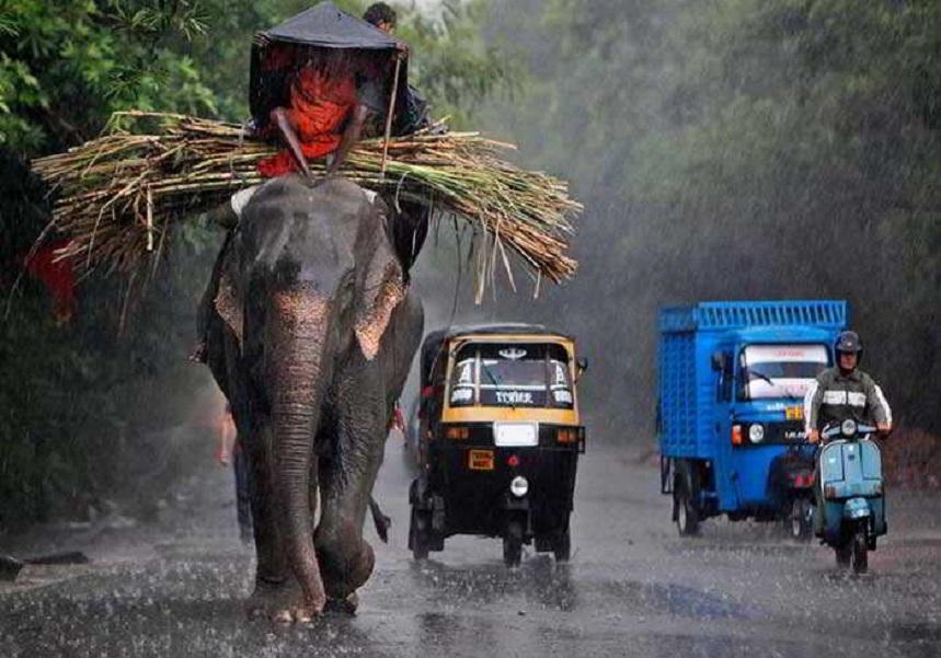 Слоны в Таиланде