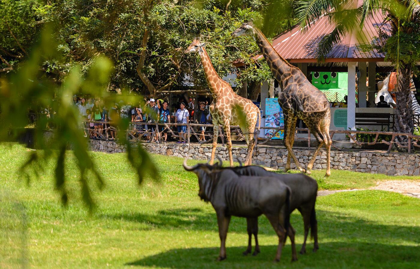 Фото зоопарка Кхао Кхе в Паттайео