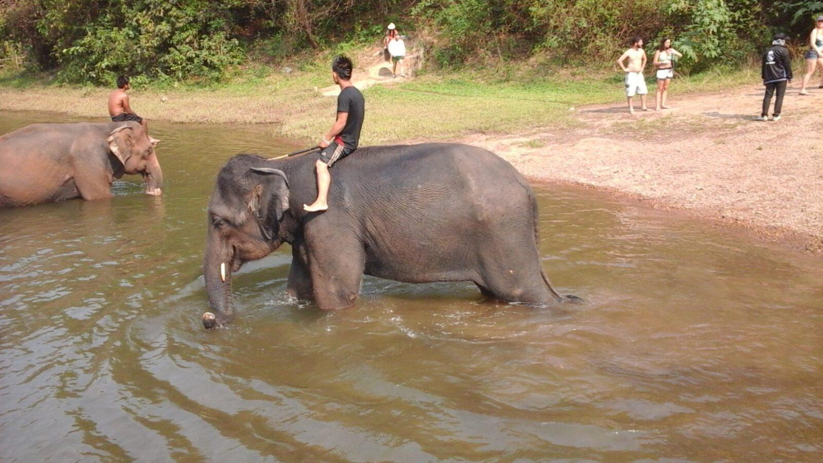 Фото катания на слоне