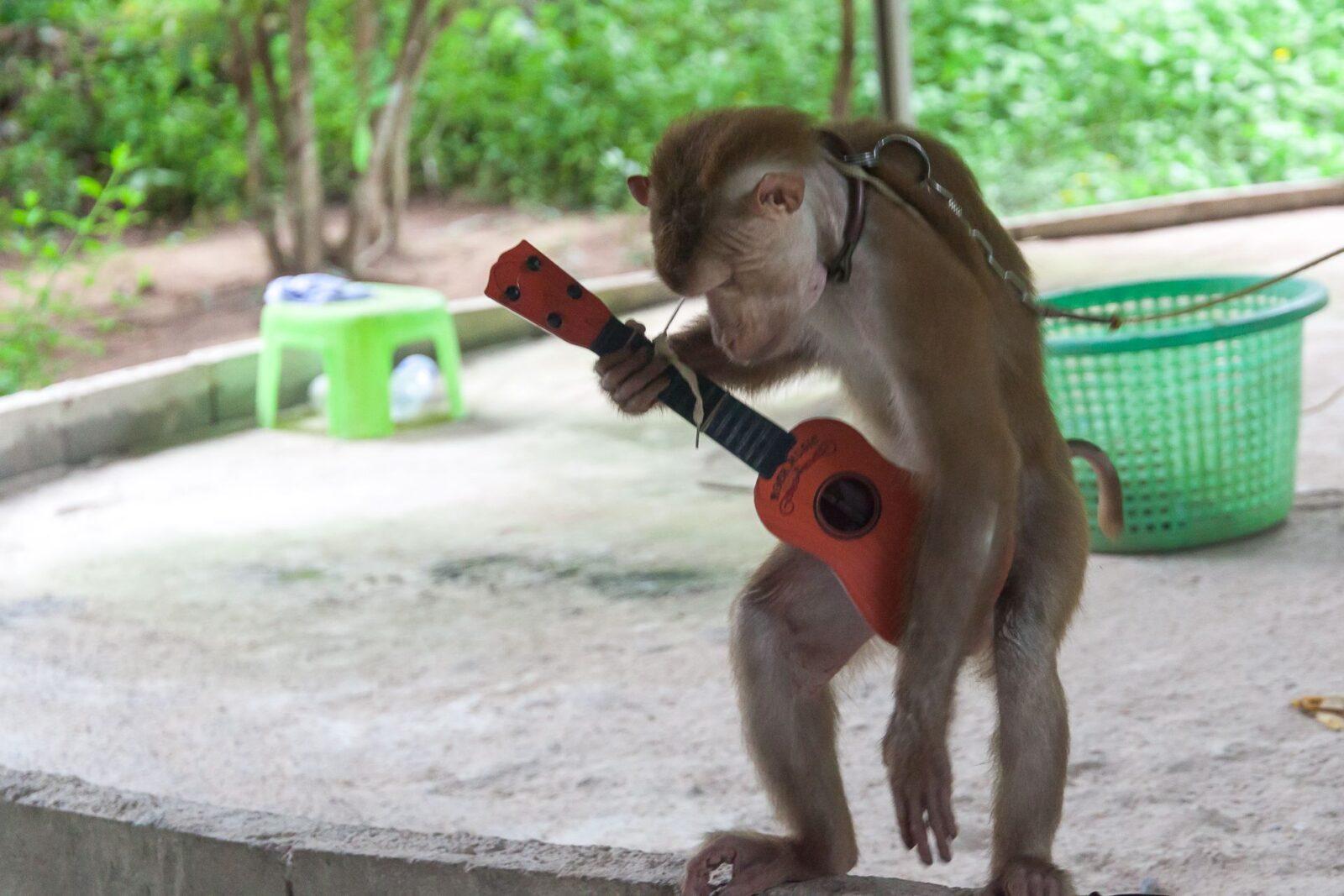 Фото обезьяны