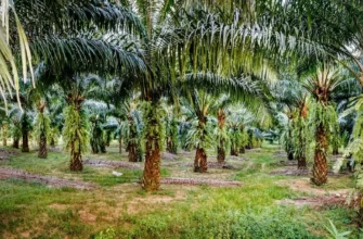 Пальмовые плантации Таиланд