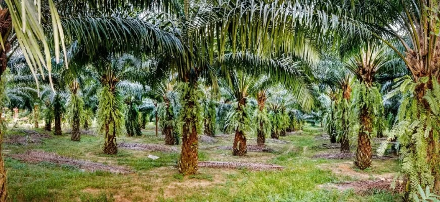 Пальмовые плантации Таиланд